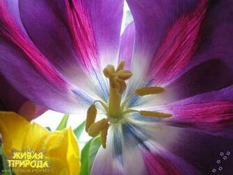 Wallpapermaniacal Desk Top Wallpaper Nature