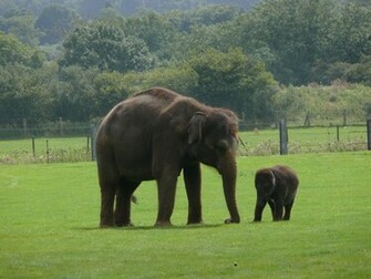 Mama Baby Elephant Wallpaper Which Is Under The