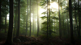 Forest Wallpaper