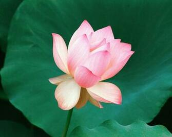 Roze Roses Wallpaper