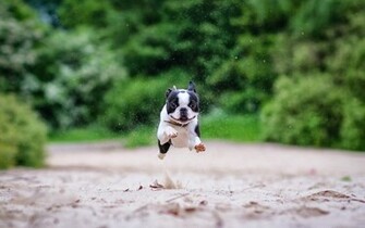 HD Dogs Wallpaper And Photos Animals