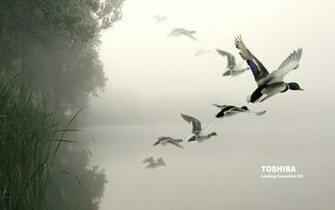 Wallpaperku Toshiba Wallpaper