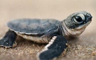 Baby Hawksbill Sea Turtle Wallpaper Pictures Photos