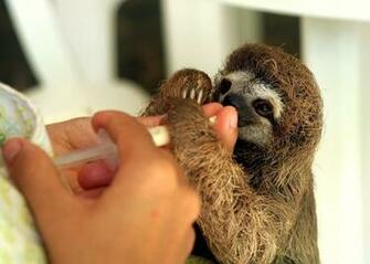 All About Baby Sloths Wallpaper Image For Android Videos