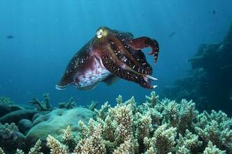 Cuttlefish Wallpaper
