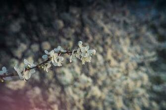 Flourishing Tree Spring Flowers White The Background Twigs