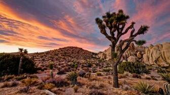 Joshua Tree Wallpaper