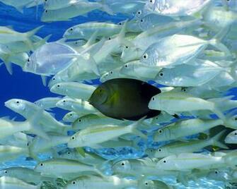 The Odd One Out Fish Wallpaper Animal Underwater World