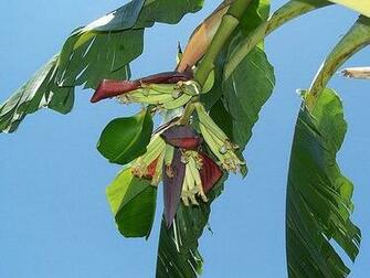 Banana Tree Wallpaper Photo Sharing