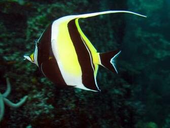 Moorish Idol Swims Photo And Wallpaper Cute