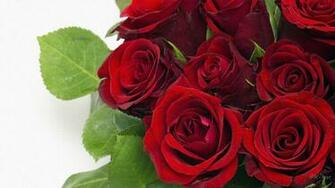 Popular Rose Wallpaper Beautiful Red Pictures