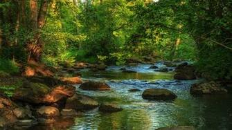 Forest Creek Computer Wallpaper Desktop Background Id