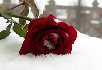 Best Rose Day Message And Shayari Internet