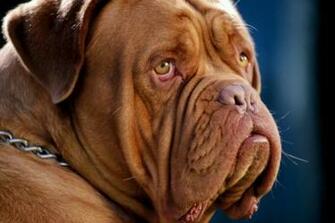 Dogue De Bardoux French Mastiff Pixdaus