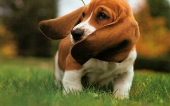 Basset Hound Wallpaper