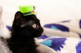 St Patrick S Day Cat Wallpaper 82j4q25 Picserio