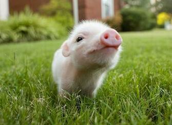 Cute Pink Baby Pig Wallpaper X HD