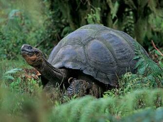 Wallpaper Tortoise HD