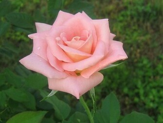 Beautiful Pink Roses Wallpaper