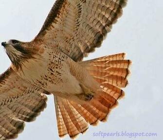 Red Tailed Hawk Pictures Flying