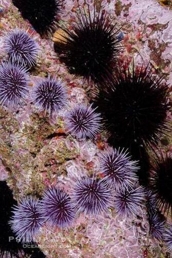 Purple Sea Urchins Are Naturally