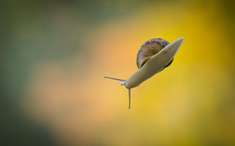 Animal Snail HD Wallpaper