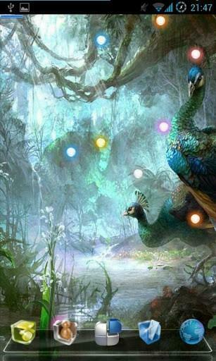 Bigger Peacock Real Live Wallpaper For Android Screenshot