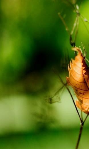 Windows Phone Wallpaper Best