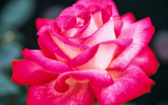 Pink Rose Wallpaper