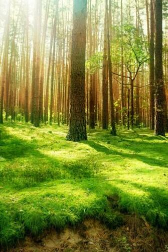 Beautiful Forest Scenery Simply iPhone Wallpaper