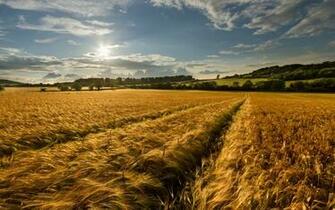 Corn Field Desktop Pc And Mac Wallpaper