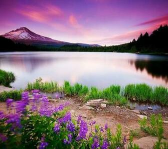 Flowers For Flower Lovers Sceneries Desktop Wallpaper