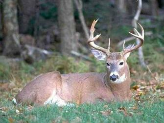 Whitetail Deer Wallpaper