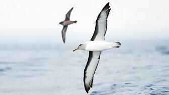 Albatross Wallpaper