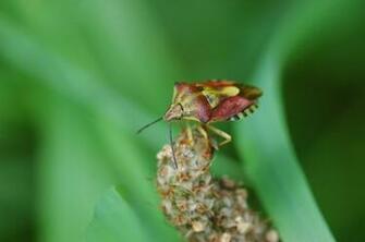 Shield Bug Wallpaper Animals Bugs HD Desktop