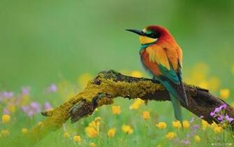 Wallpaper Animal Spring Flowers And Birds