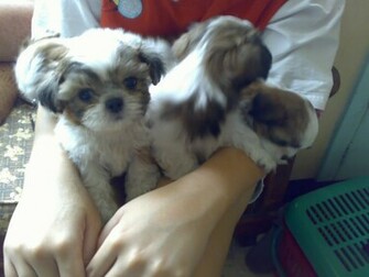 Shih Tzu Dogs Wallpaper