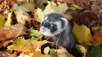 Wallpaper Ferret Leaves