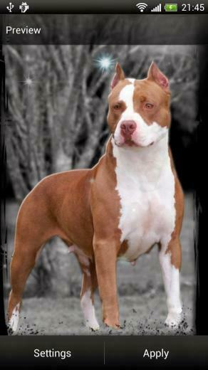 HD Wallpaper Pit Bull Dog