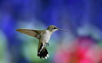 Wallpaper Hummingbird