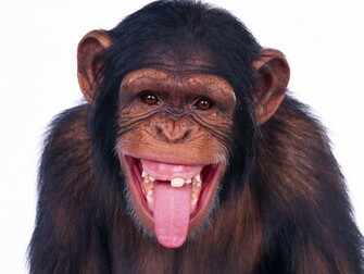 Cute Funny Baby Monkey HD Wallpaper