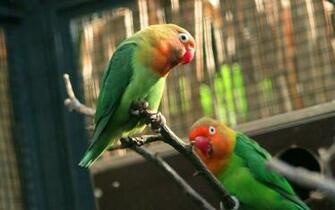 Love Bird Wallpaper