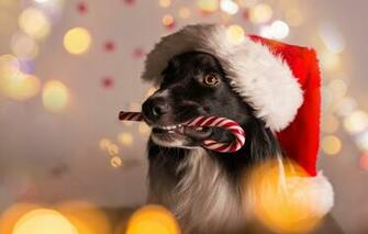 Wallpaper Dog New Year Christmas Merry