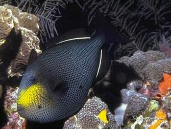 Scuba Diving Screen Savers