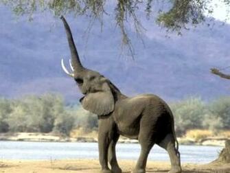 Wallpaper Animals 3d Nature Elephants Pictures Baby