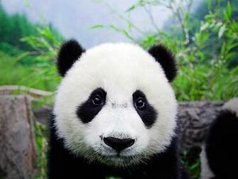 Baby Panda Wallpaper Giant Mother And Cub Molong New