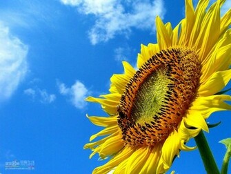 Wallpaper Sunflower