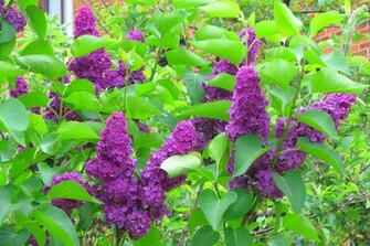Spring Flowers