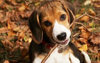 Beagle Wallpaper HD For Desktop Background