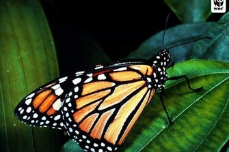 Wwf Wallpaper